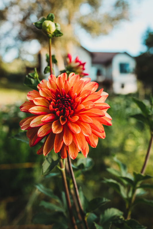 Taking Dahlia Cuttings