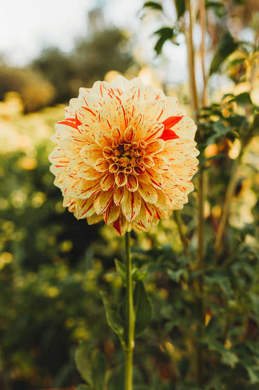 Gardening is Good for the Soul